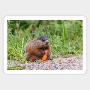 The Beaver feeding on a carrot Sticker